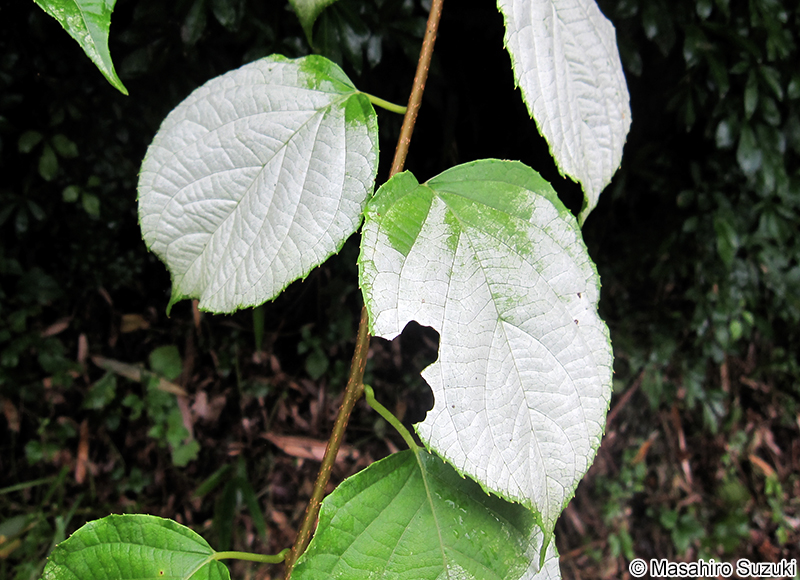マタタビ Actinidia polygama