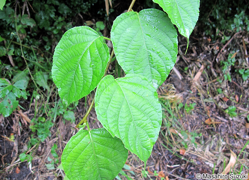 マタタビ Actinidia polygama