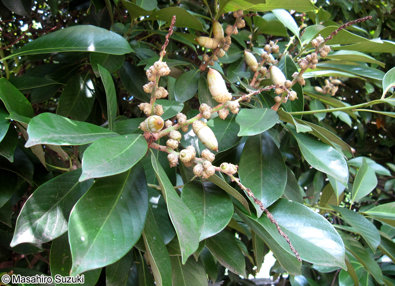 マテバシイの果実（どんぐり）