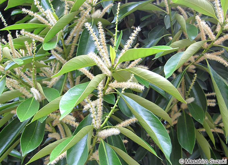 マテバシイ Lithocarpus edulis