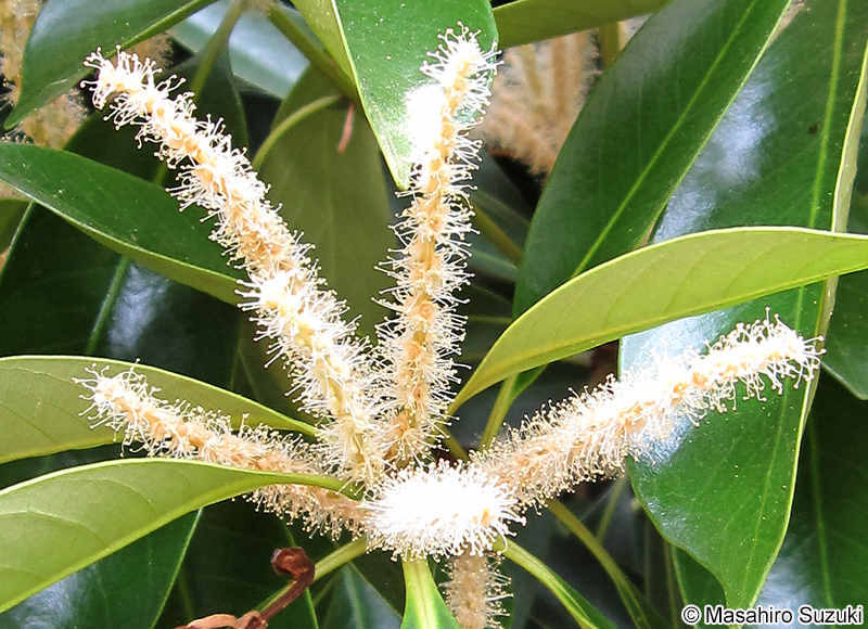 マテバシイ Lithocarpus edulis