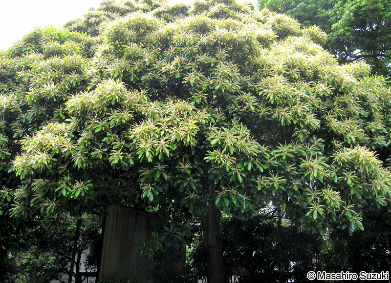 マテバシイ Lithocarpus edulis