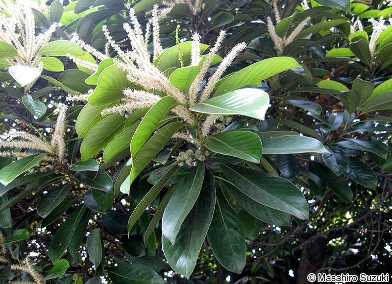マテバシイ Lithocarpus edulis