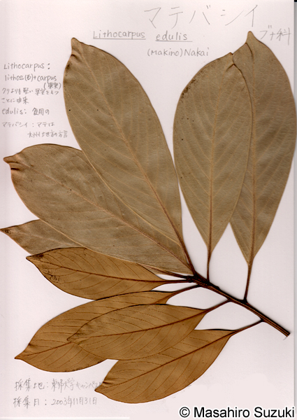 マテバシイの押し葉