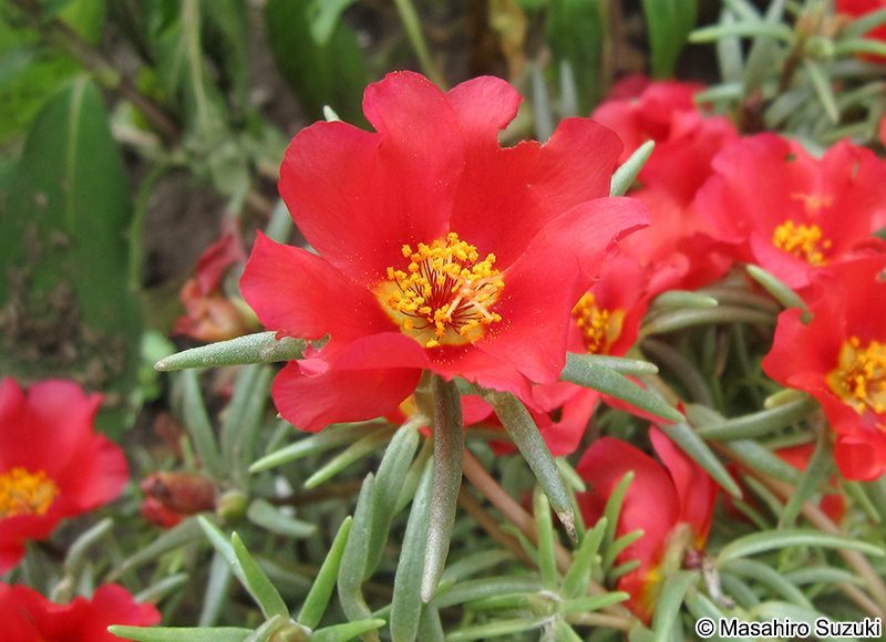 マツバボタン Portulaca grandiflora