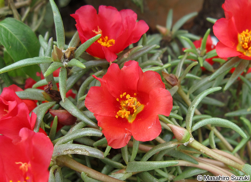 マツバボタン Portulaca grandiflora