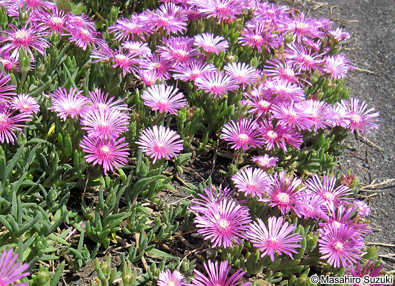 マツバギク Lampranthus spectabilis