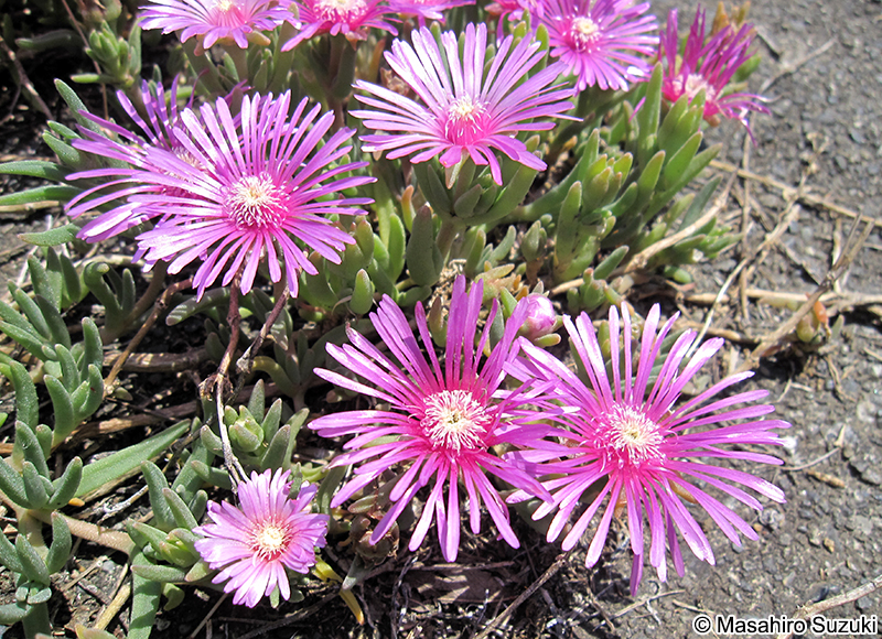 マツバギク Lampranthus spectabilis