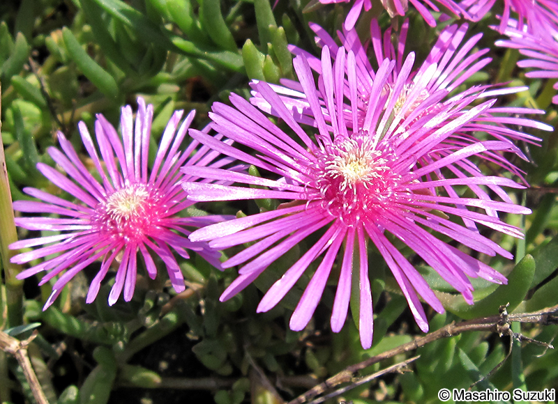 マツバギク Lampranthus spectabilis