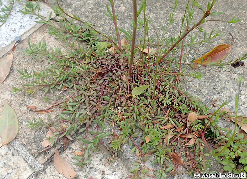 マツバウンラン Nuttallanthus canadensis