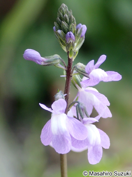 マツバウンラン Nuttallanthus canadensis