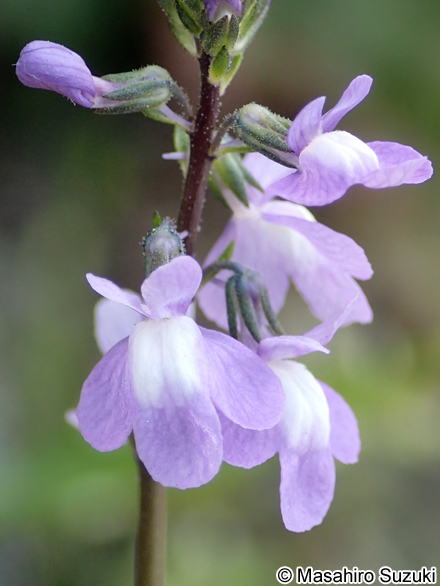 マツバウンラン Nuttallanthus canadensis