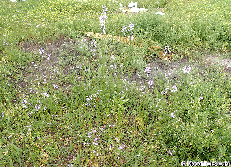 マツバウンラン Nuttallanthus canadensis