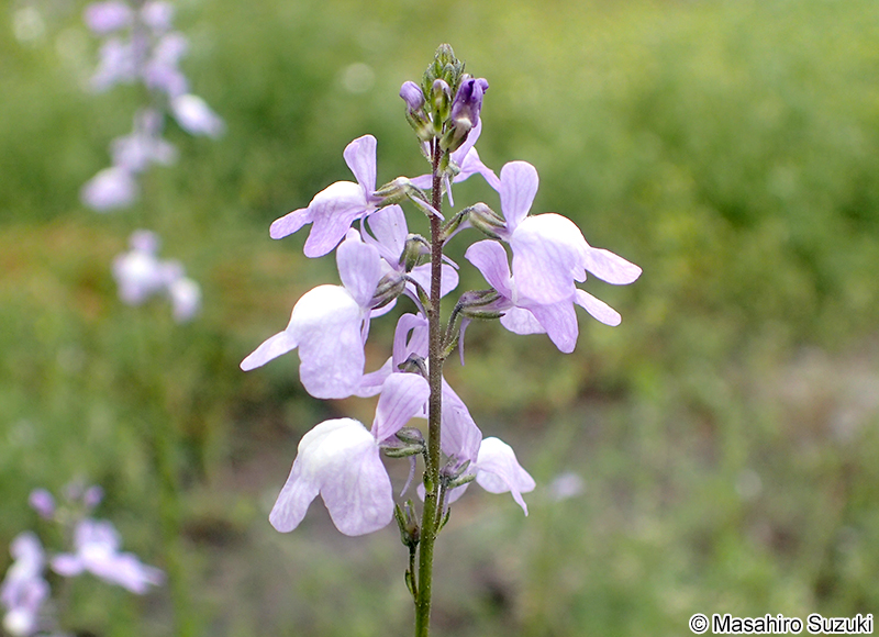 マツバウンラン Nuttallanthus canadensis