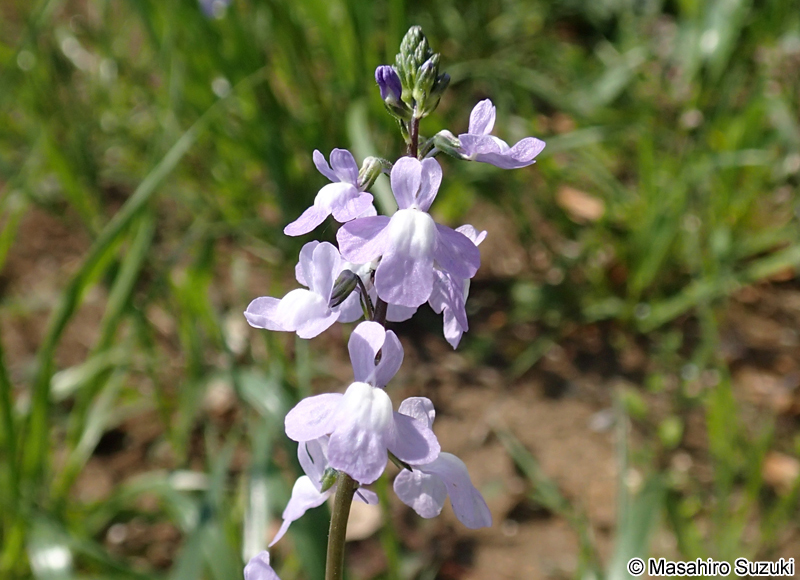 マツバウンラン Nuttallanthus canadensis