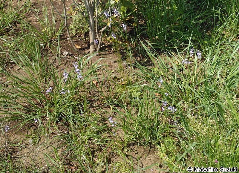 マツバウンラン Nuttallanthus canadensis