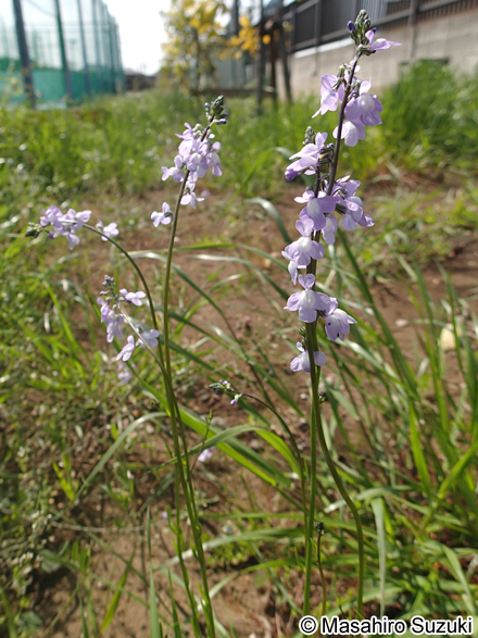 マツバウンラン Nuttallanthus canadensis