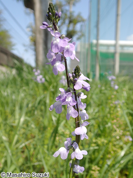 マツバウンラン Nuttallanthus canadensis