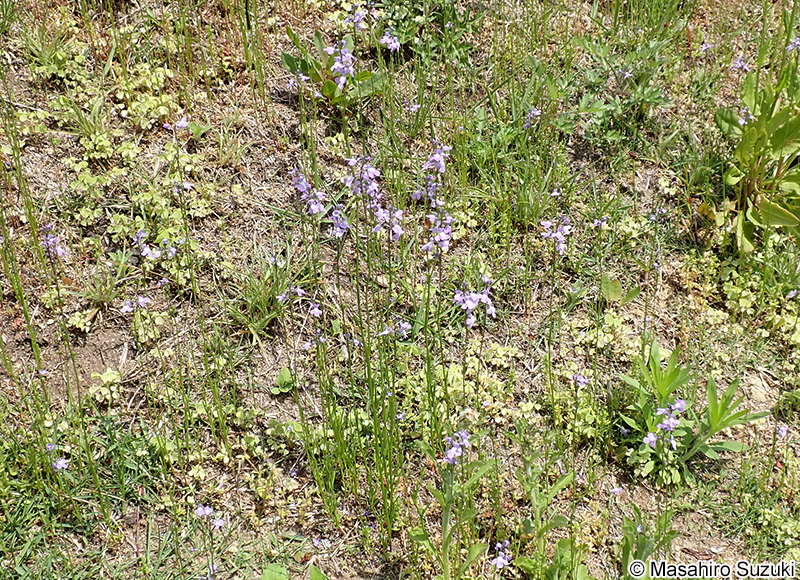 マツバウンラン Nuttallanthus canadensis