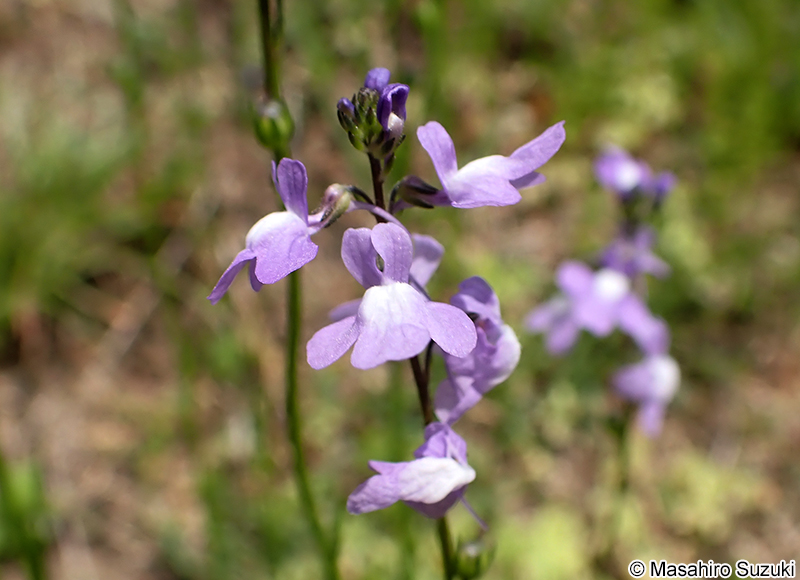 マツバウンラン Nuttallanthus canadensis