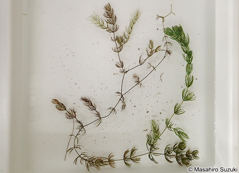 マツモ Ceratophyllum demersum