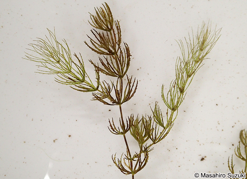 マツモ Ceratophyllum demersum