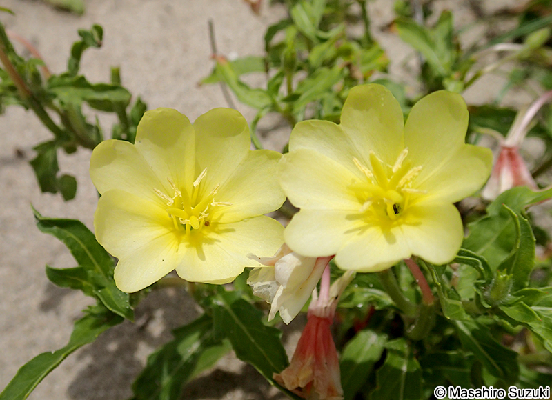 マツヨイグサ Oenothera stricta