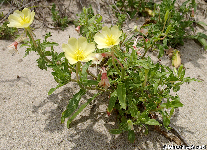 マツヨイグサ Oenothera stricta