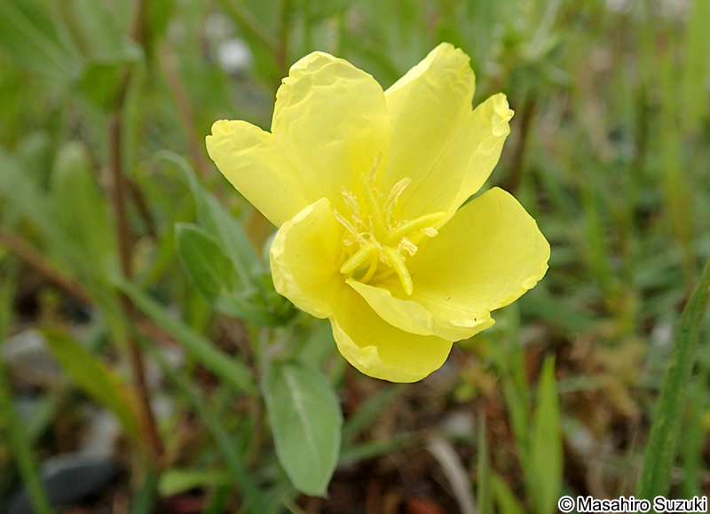 マツヨイグサ Oenothera stricta