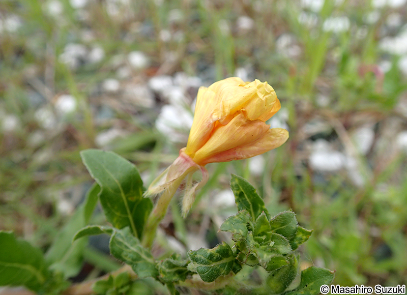 マツヨイグサ Oenothera stricta