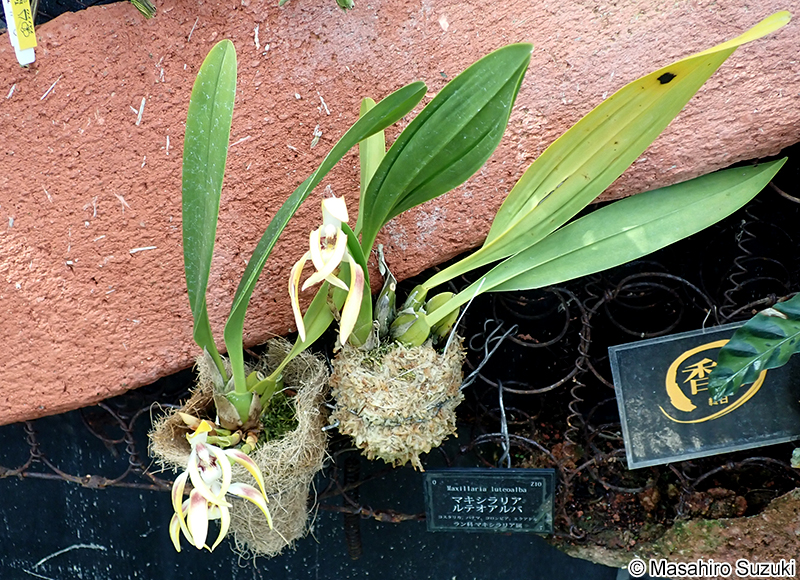 Maxillaria luteoalba