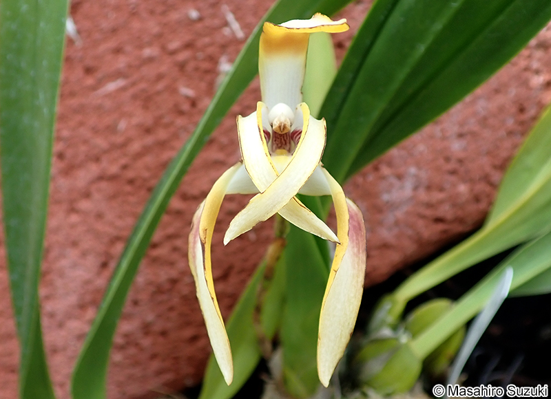 Maxillaria luteoalba