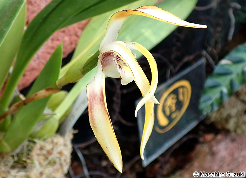 Maxillaria luteoalba