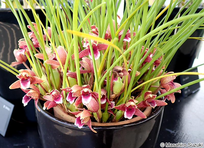 Maxillaria sanguinea