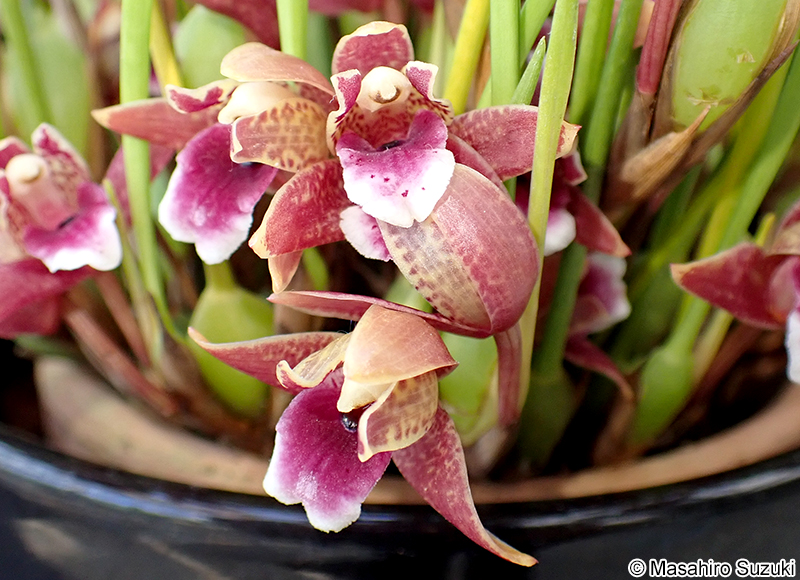 Maxillaria sanguinea
