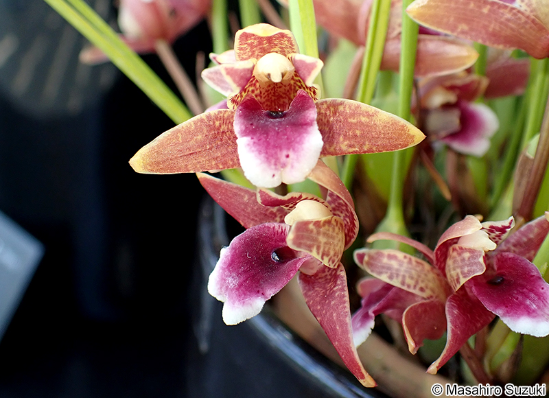 Maxillaria sanguinea