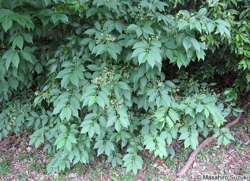 マユミ Euonymus sieboldianus