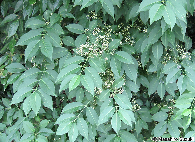 マユミ Euonymus sieboldianus