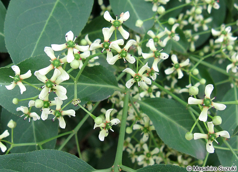 マユミ Euonymus sieboldianus