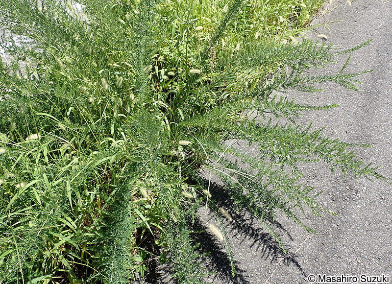 メドハギ Lespedeza cuneata