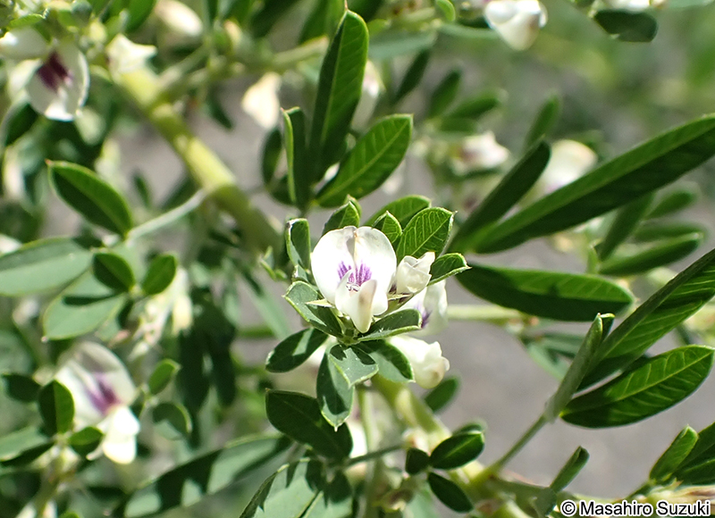 メドハギ Lespedeza cuneata