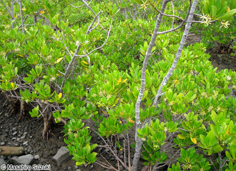 メヒルギ Kandelia obovata