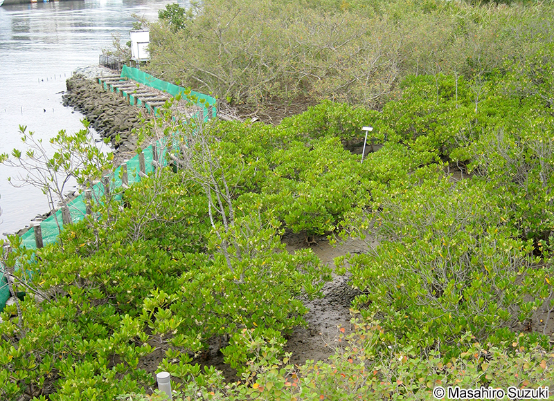 メヒルギ Kandelia obovata