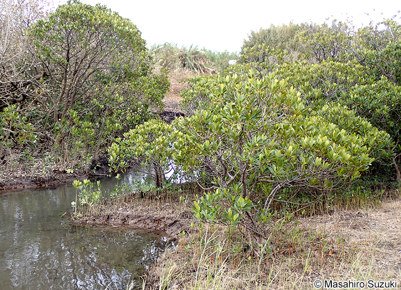 メヒルギ Kandelia obovata