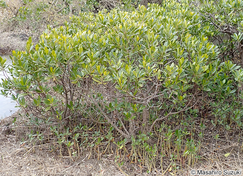 メヒルギ Kandelia obovata