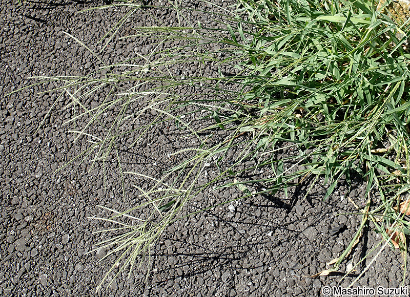 メヒシバ Digitaria ciliaris