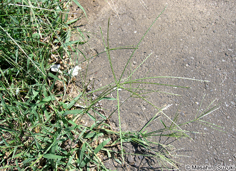 メヒシバ Digitaria ciliaris