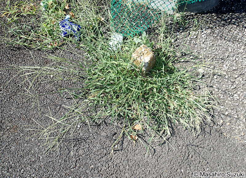 メヒシバ Digitaria ciliaris