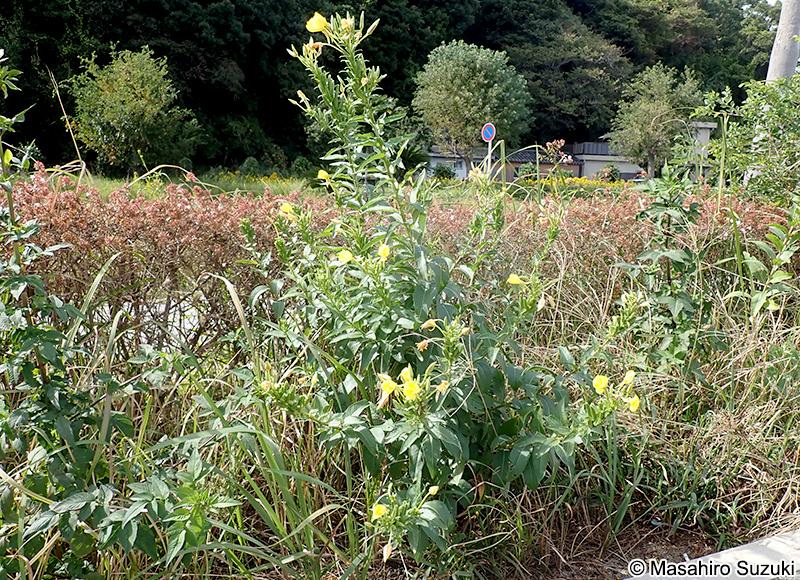 メマツヨイグサ Oenothera biennis