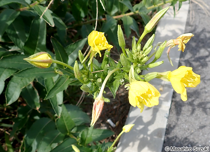 メマツヨイグサ Oenothera biennis
